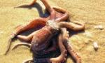 Koliko je srca u hobotnici: točan odgovor iz dubine oceana